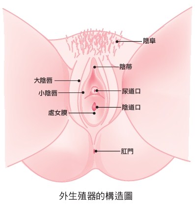 女性生殖器构造图